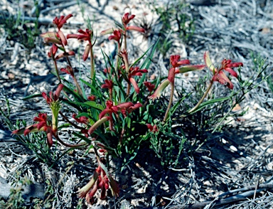 APII jpeg image of Anigozanthos kalbarriensis  © contact APII