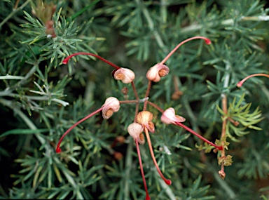 APII jpeg image of Grevillea batrachioides  © contact APII