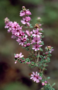 APII jpeg image of Bauera sessiliflora  © contact APII