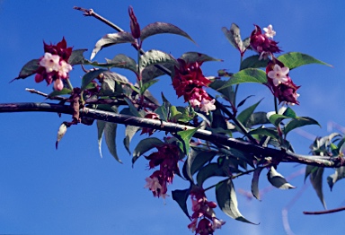 APII jpeg image of Leycesteria formosa  © contact APII