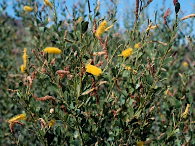 APII jpeg image of Acacia richardsii  © contact APII