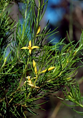 APII jpeg image of Persoonia tenuifolia  © contact APII