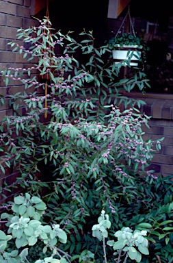 APII jpeg image of Hovea acutifolia  © contact APII