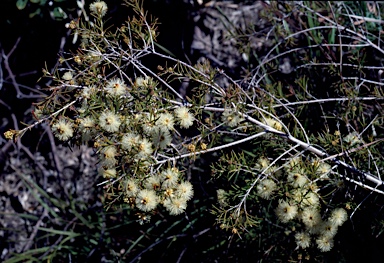 APII jpeg image of Melaleuca nodosa  © contact APII