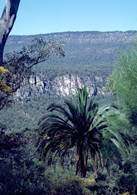 APII jpeg image of Macrozamia moorei  © contact APII