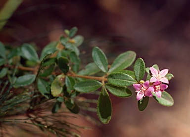 APII jpeg image of Boronia obovata  © contact APII