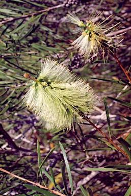 APII jpeg image of Callistemon pachyphyllus  © contact APII