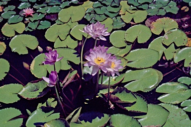 APII jpeg image of Nymphaea gigantea  © contact APII