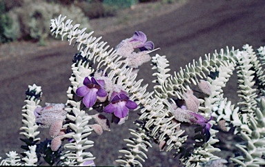 APII jpeg image of Eremophila lachnocalyx  © contact APII