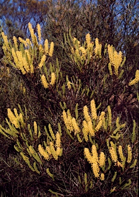 APII jpeg image of Grevillea didymobotrya  © contact APII