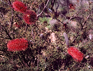 APII jpeg image of Grevillea paradoxa  © contact APII