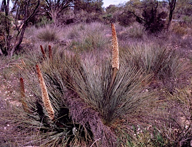 APII jpeg image of Xanthorrhoea brevistyla  © contact APII