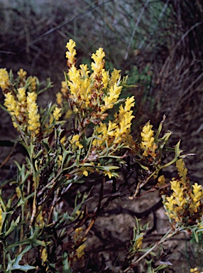 APII jpeg image of Synaphea spinulosa  © contact APII