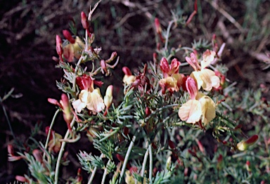 APII jpeg image of Lechenaultia linarioides  © contact APII