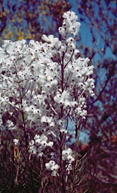 APII jpeg image of Conospermum brachyphyllum  © contact APII