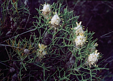 APII jpeg image of Petrophile conifera  © contact APII