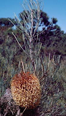 APII jpeg image of Banksia grossa  © contact APII