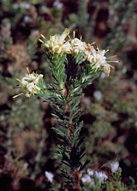 APII jpeg image of Petrophile chrysantha  © contact APII