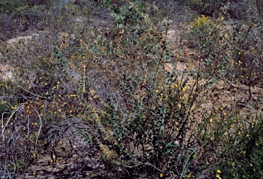 APII jpeg image of Grevillea uniformis  © contact APII