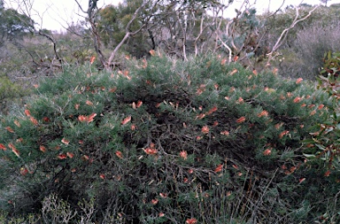 APII jpeg image of Grevillea wittweri  © contact APII