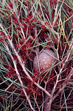 APII jpeg image of Hakea strumosa  © contact APII