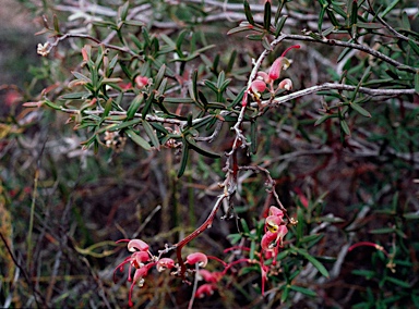 APII jpeg image of Grevillea patentiloba  © contact APII