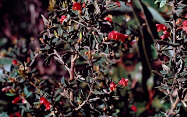 APII jpeg image of Grevillea crassifolia  © contact APII