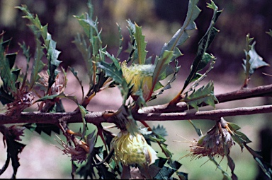 APII jpeg image of Banksia concinna  © contact APII