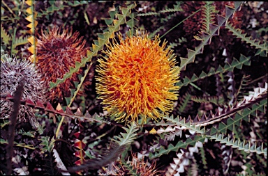 APII jpeg image of Banksia candolleana  © contact APII