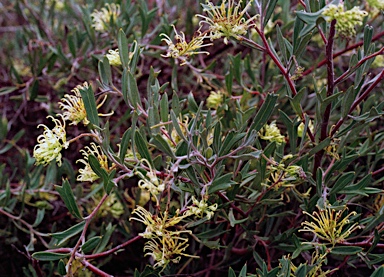 APII jpeg image of Grevillea manglesioides  © contact APII