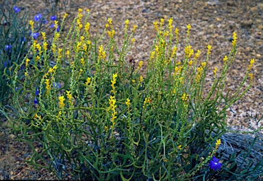 APII jpeg image of Synaphea parviflora  © contact APII