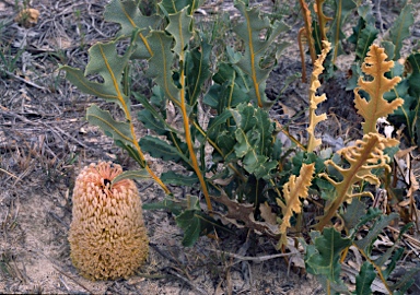 APII jpeg image of Banksia repens  © contact APII