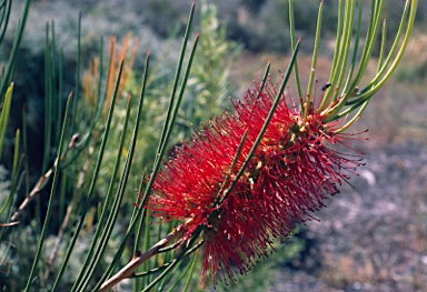 APII jpeg image of Callistemon teretifolius  © contact APII