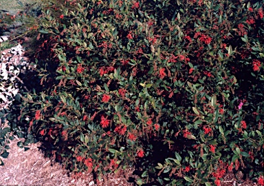 APII jpeg image of Grevillea rhyolitica  © contact APII