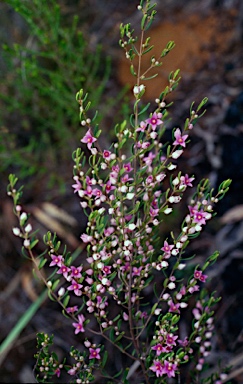 APII jpeg image of Boronia glabra  © contact APII