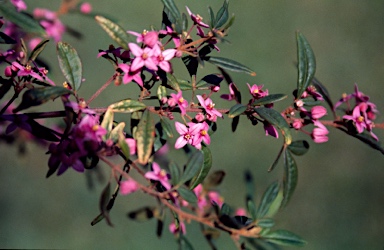 APII jpeg image of Boronia umbellata  © contact APII