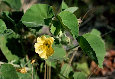 APII jpeg image of Abutilon leucopetalum  © contact APII