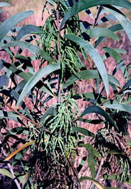 APII jpeg image of Acacia cowleana  © contact APII