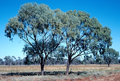 APII jpeg image of Acacia pendula  © contact APII