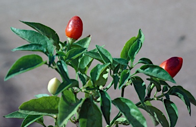 APII jpeg image of Capsicum annuum var. annuum  © contact APII