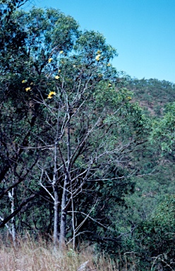 APII jpeg image of Cochlospermum gillivraei  © contact APII