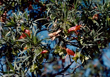 APII jpeg image of Eremophila duttonii  © contact APII