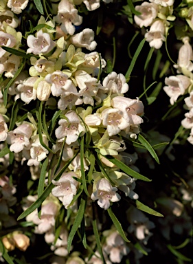 APII jpeg image of Eremophila mitchellii  © contact APII