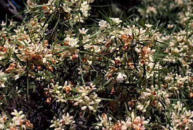 APII jpeg image of Eremophila mitchellii  © contact APII