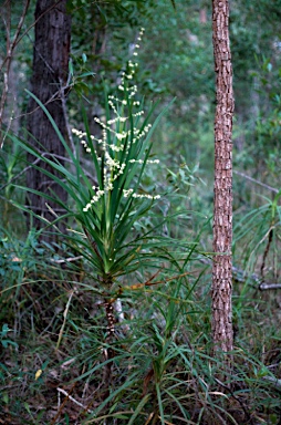 APII jpeg image of Lomandra banksii  © contact APII