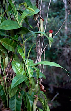 APII jpeg image of Nepenthes mirabilis  © contact APII