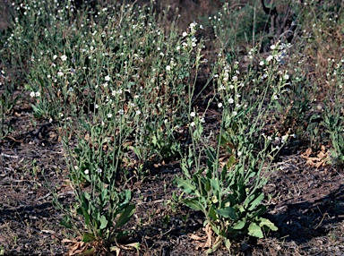 APII jpeg image of Nicotiana velutina  © contact APII