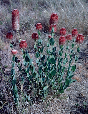 APII jpeg image of Pimelea decora  © contact APII