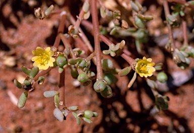 APII jpeg image of Portulaca oleracea  © contact APII