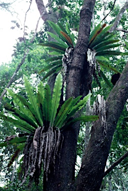 APII jpeg image of Asplenium australasicum  © contact APII